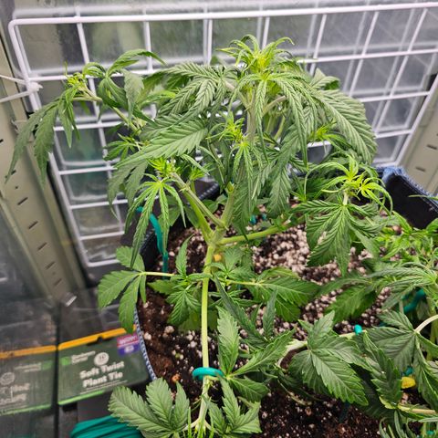 Royal Critical Automatic growlog timeline photo