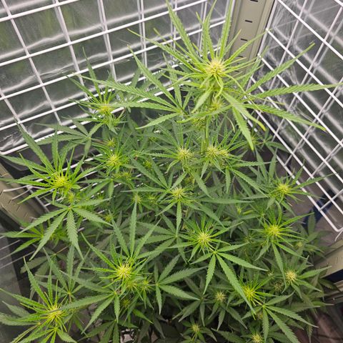 Royal Dwarf growlog timeline photo