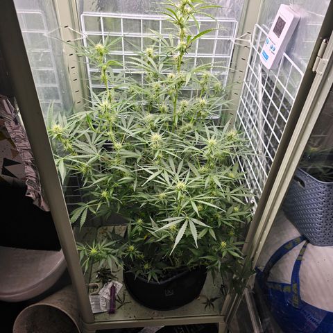 Royal Critical Automatic growlog timeline photo
