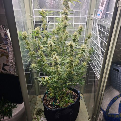 Royal Critical Automatic growlog timeline photo