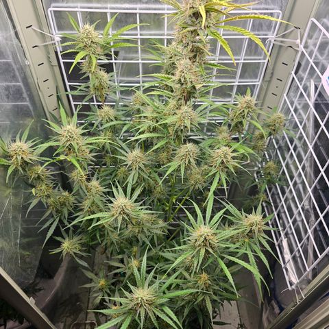 Royal Critical Automatic growlog timeline photo