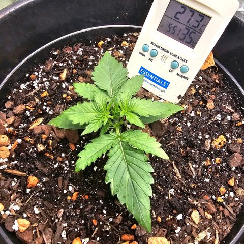 Mr green growlog timeline photo