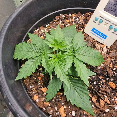 Mr green growlog timeline photo
