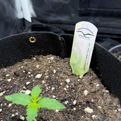 Auto Think Big - DP growlog timeline photo