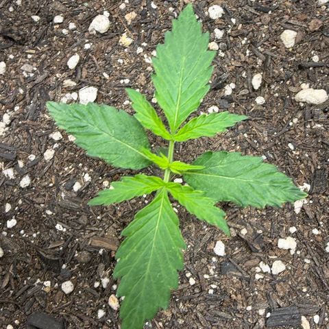 Auto Think Big - DP growlog timeline photo