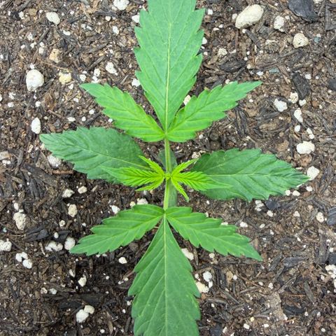 Auto Think Big - DP growlog timeline photo