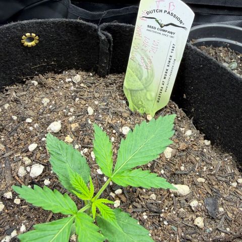 Auto Think Big - DP growlog timeline photo