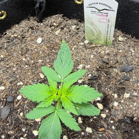 Auto Think Big - DP growlog timeline photo