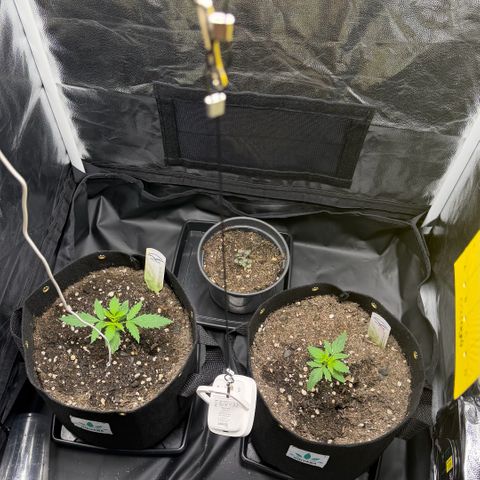 Auto Think Big - DP growlog timeline photo