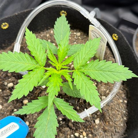 Auto Think Big - DP growlog timeline photo