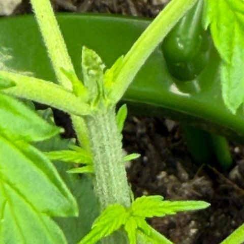 Auto Think Big - DP growlog timeline photo