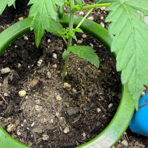 Auto Think Big - DP growlog timeline photo