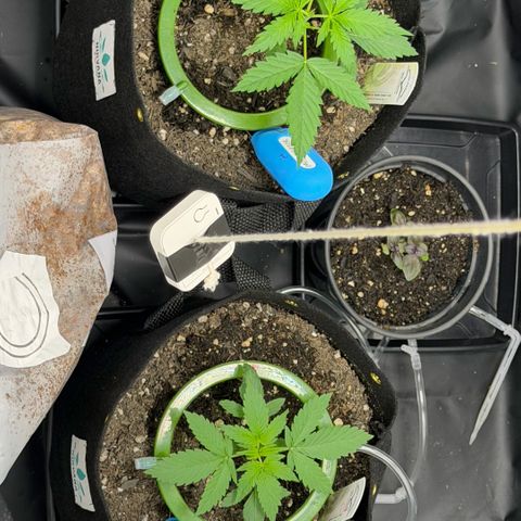Auto Think Big - DP growlog timeline photo
