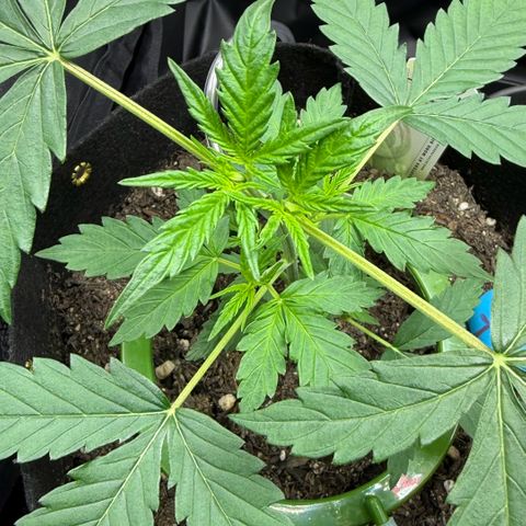 Auto Think Big - DP growlog timeline photo