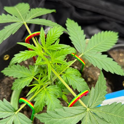 Auto Think Big - DP growlog timeline photo