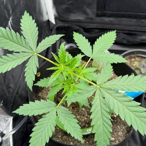 Auto Think Big - DP growlog timeline photo