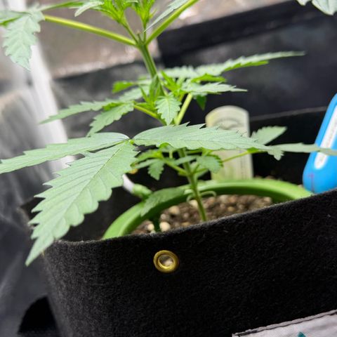 Auto Think Big - DP growlog timeline photo