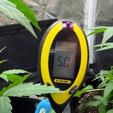 Auto Think Big - DP growlog timeline photo