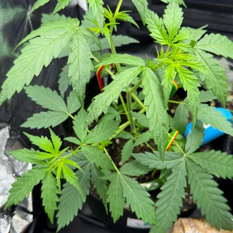 Auto Think Big - DP growlog timeline photo