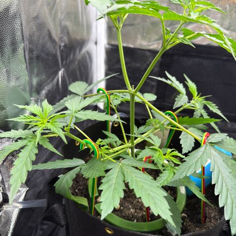 Auto Think Big - DP growlog timeline photo