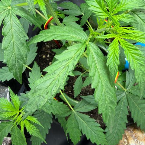Auto Think Big - DP growlog timeline photo