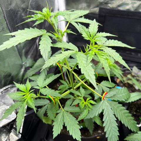 Auto Think Big - DP growlog timeline photo