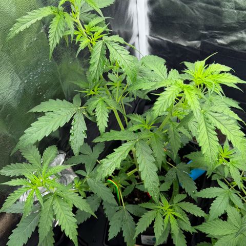 Auto Think Big - DP growlog timeline photo