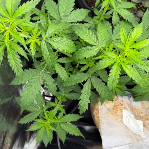 Auto Think Big - DP growlog timeline photo