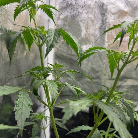 Auto Think Big - DP growlog timeline photo