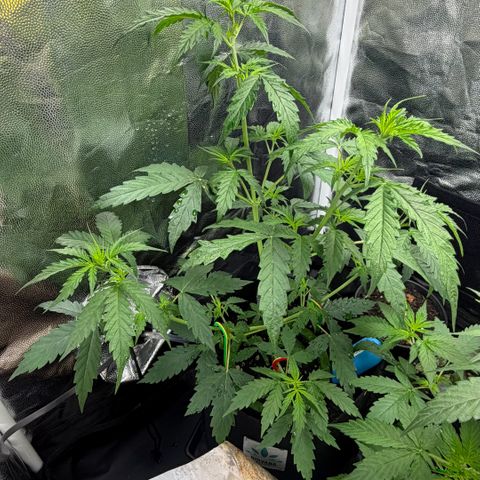 Auto Think Big - DP growlog timeline photo