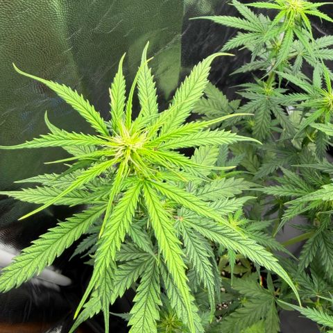 Auto Think Big - DP growlog timeline photo