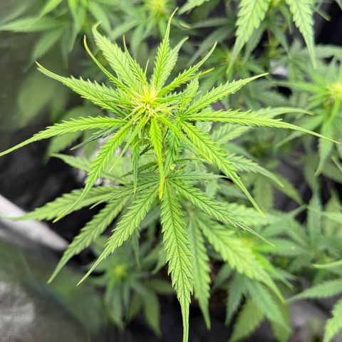Auto Think Big - DP growlog timeline photo