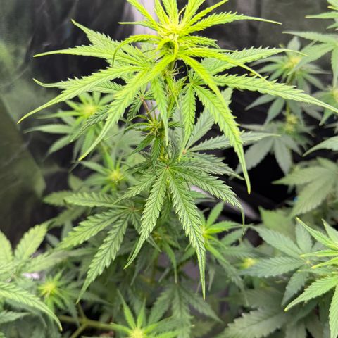 Auto Think Big - DP growlog timeline photo