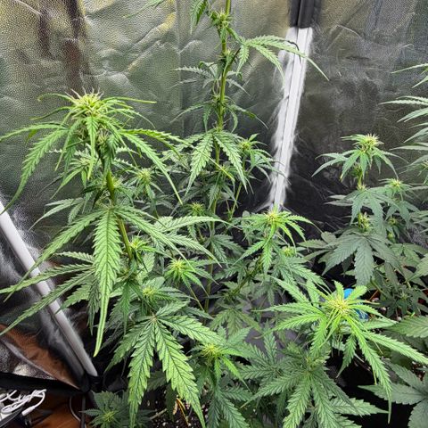Auto Think Big - DP growlog timeline photo