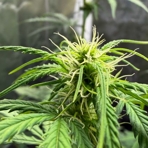 Auto Think Big - DP growlog timeline photo