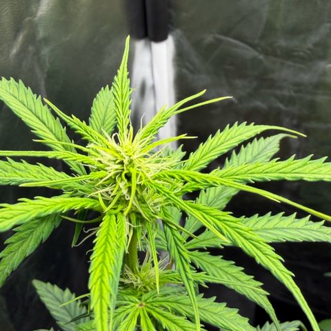 Auto Think Big - DP growlog timeline photo