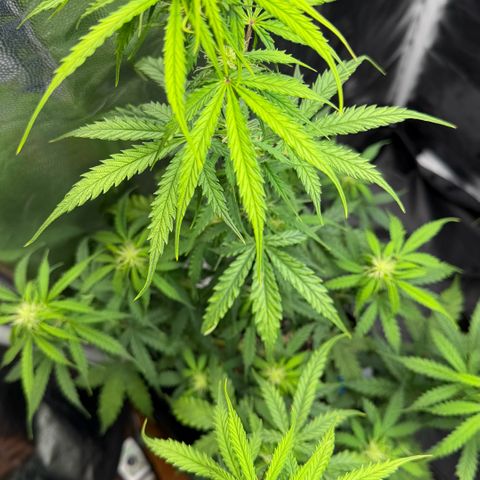Auto Think Big - DP growlog timeline photo