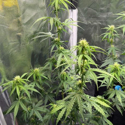 Auto Think Big - DP growlog timeline photo