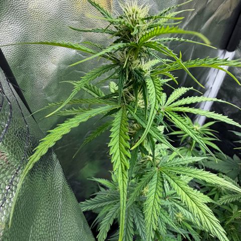 Auto Think Big - DP growlog timeline photo