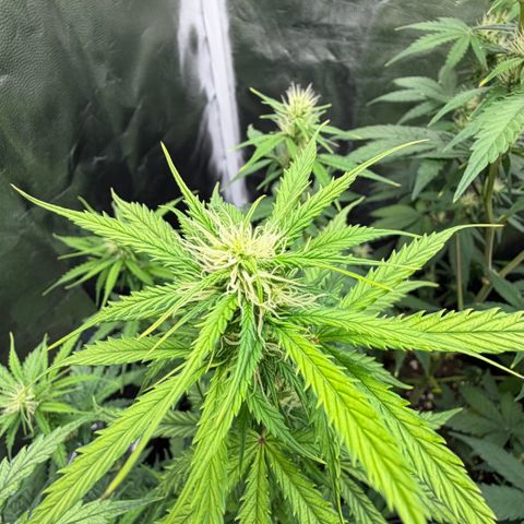 Auto Think Big - DP growlog timeline photo