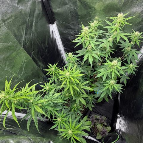 Auto Think Big - DP growlog timeline photo