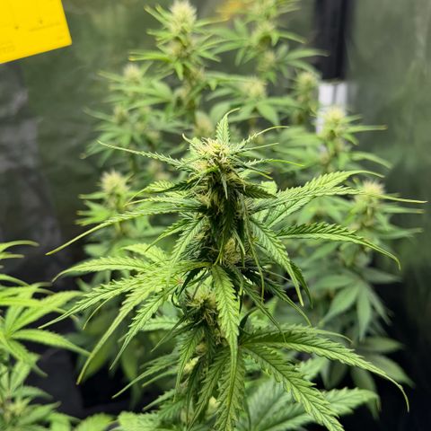 Auto Think Big - DP growlog timeline photo