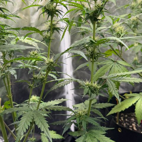 Auto Think Big - DP growlog timeline photo