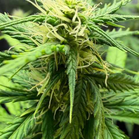 Auto Think Big - DP growlog timeline photo