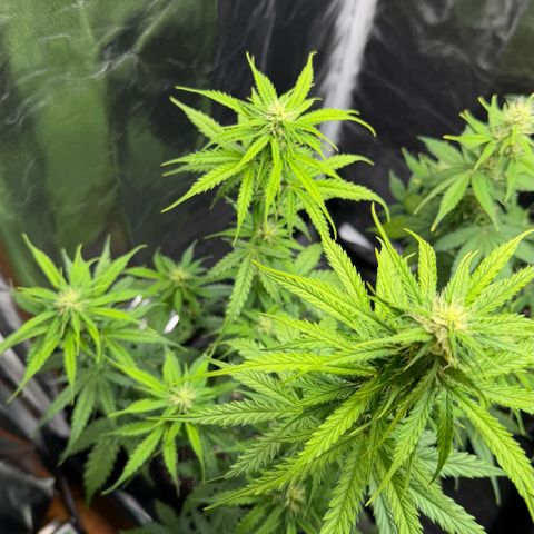Auto Think Big - DP growlog timeline photo