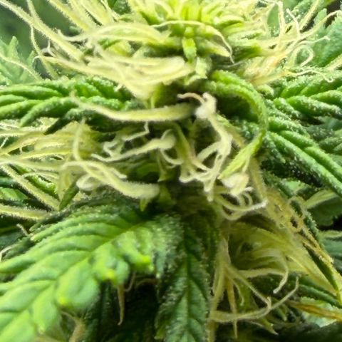 Auto Think Big - DP growlog timeline photo