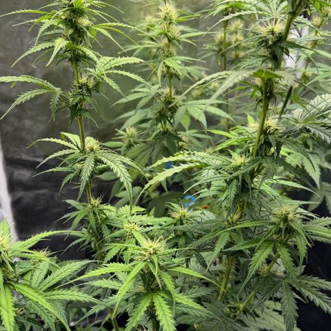 Auto Think Big - DP growlog timeline photo