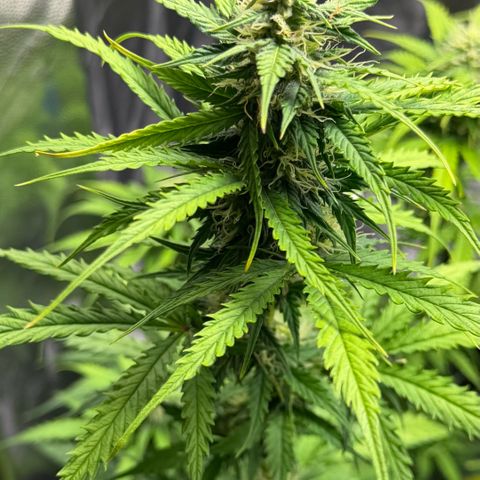 Auto Think Big - DP growlog timeline photo
