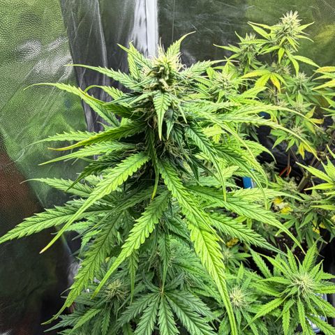 Auto Think Big - DP growlog timeline photo
