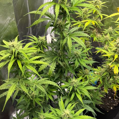 Auto Think Big - DP growlog timeline photo